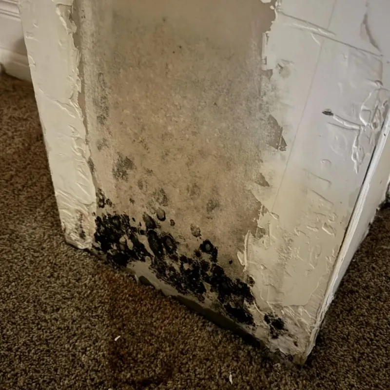 Professional Mold Removal in Shoals, IN